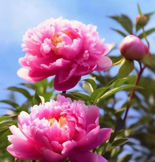 牡丹花小花蕊的比喻句有哪些？