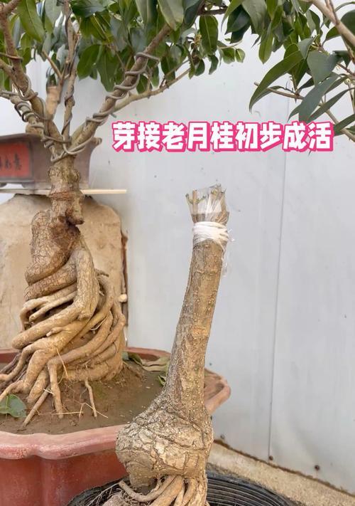 老月桂盆景怎么养殖的好一点？有哪些秘诀？