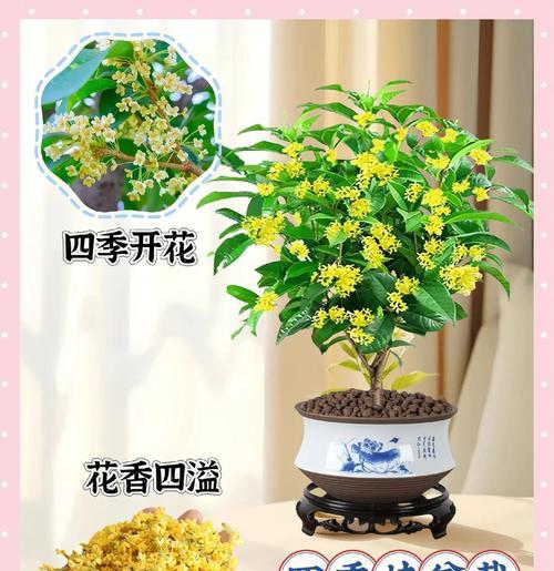 老月桂盆景怎么养殖的好一点？有哪些秘诀？