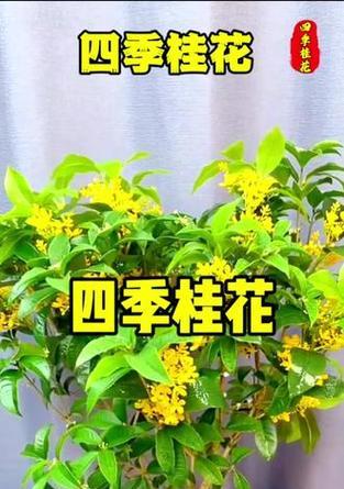 月桂更适合盆栽还是地栽种植？哪种方式更佳？