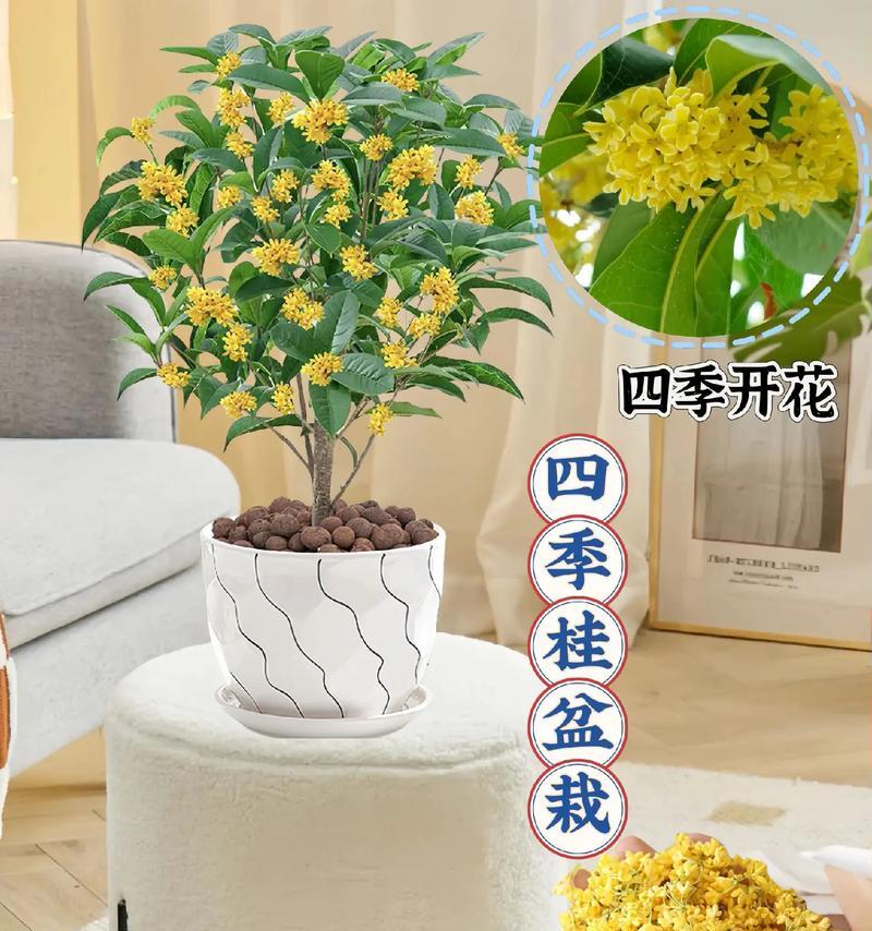 月桂更适合盆栽还是地栽种植？哪种方式更佳？