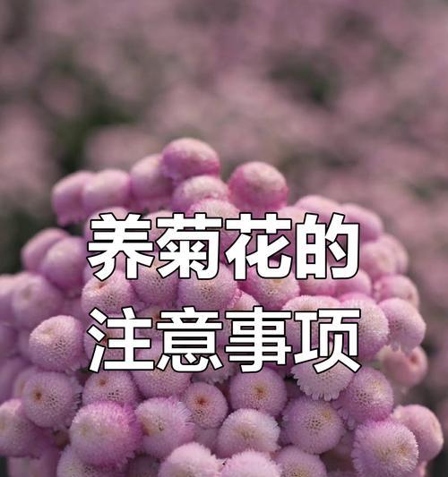 菊花不到开花期需要施肥吗？