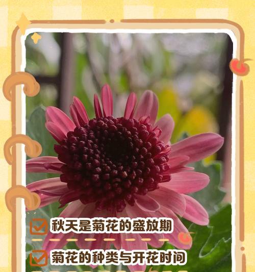 菊花不到开花期需要施肥吗？