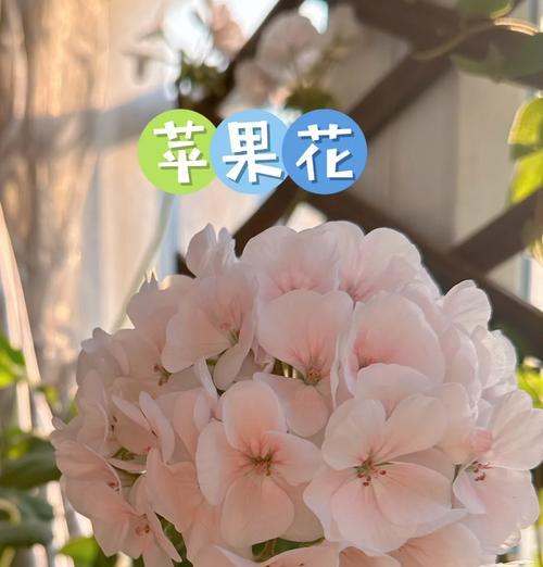 天竺葵养护和品种选择的疑惑如何解答？