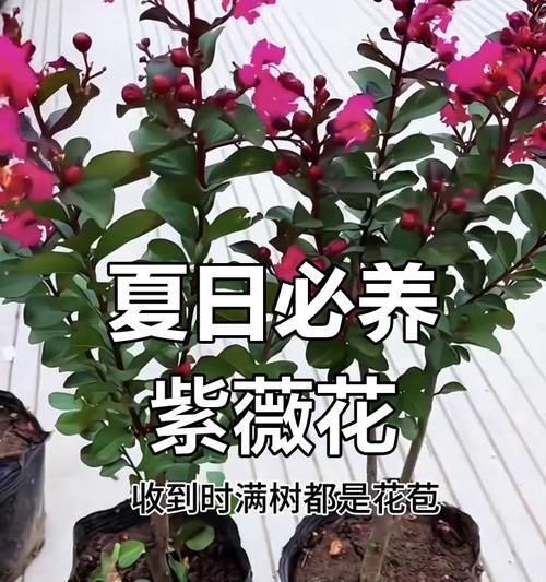 紫薇花适合室内养殖吗？