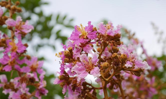 紫薇花适合室内养殖吗？