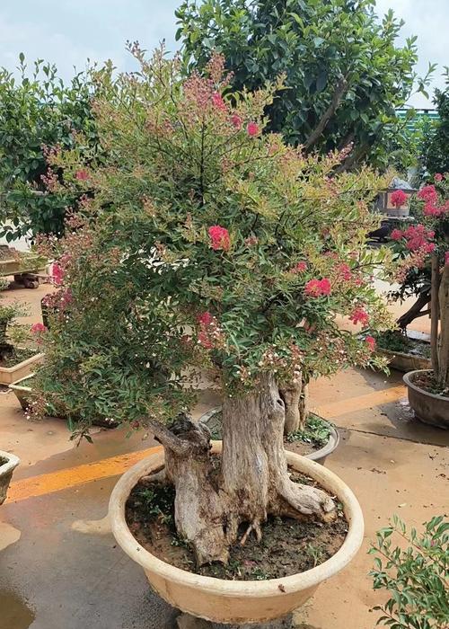 紫薇花适合室内养殖吗？
