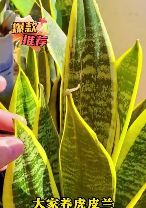 虎皮兰叶子软塌怎么办？