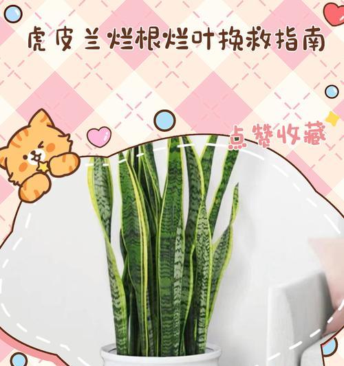 虎皮兰叶子软塌怎么办？