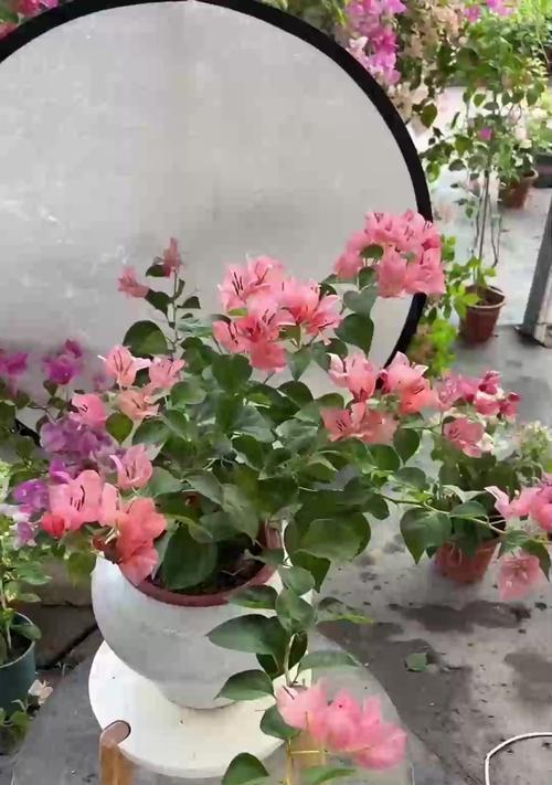 虎皮兰叶子软塌怎么办？