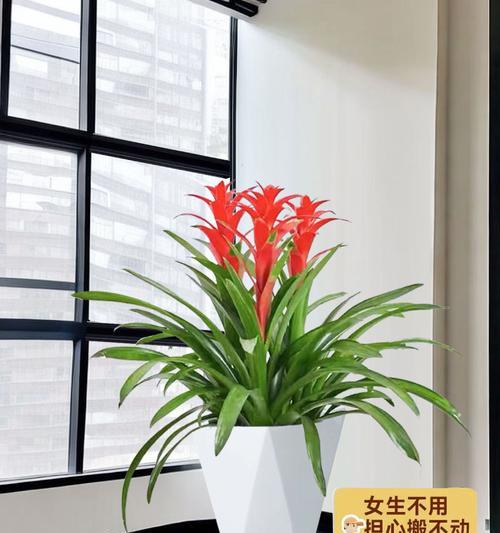 鸿运当头花卉的寓意是什么？