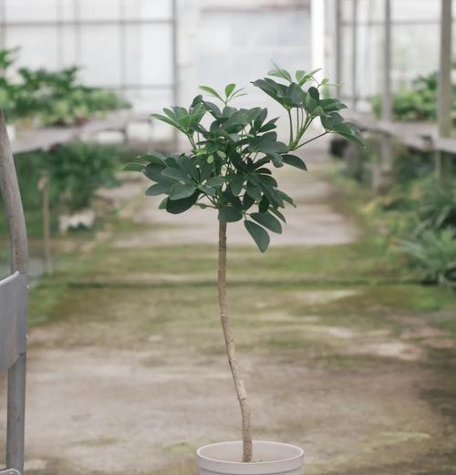 鸭脚木养护有哪些技巧？如何保持其健康生长？