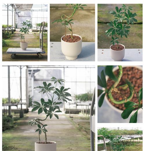鸭脚木养护有哪些技巧？如何保持其健康生长？