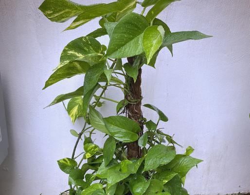 万年青如何养护才能美化家居环境？