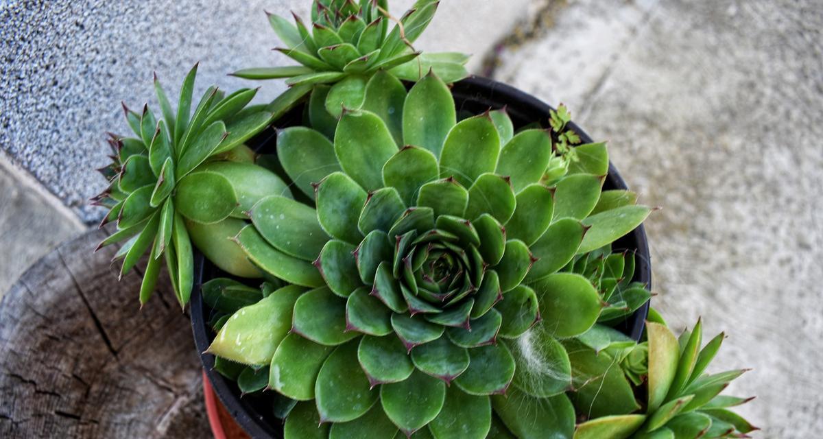 观音莲有哪些开花种类？它们的特性是什么？