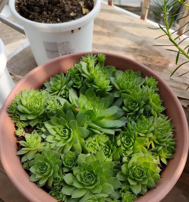 观音莲有哪些开花种类？它们的特性是什么？