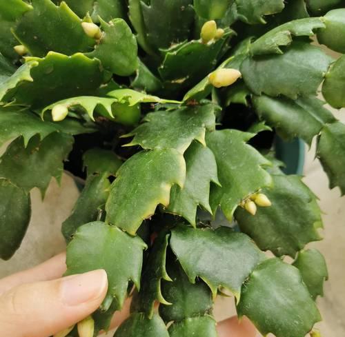 哪些花适合密集种植且控水养护？