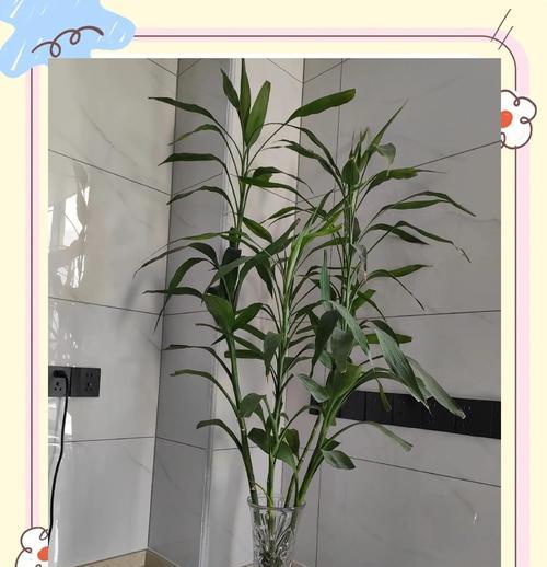 富贵竹开花代表什么寓意？