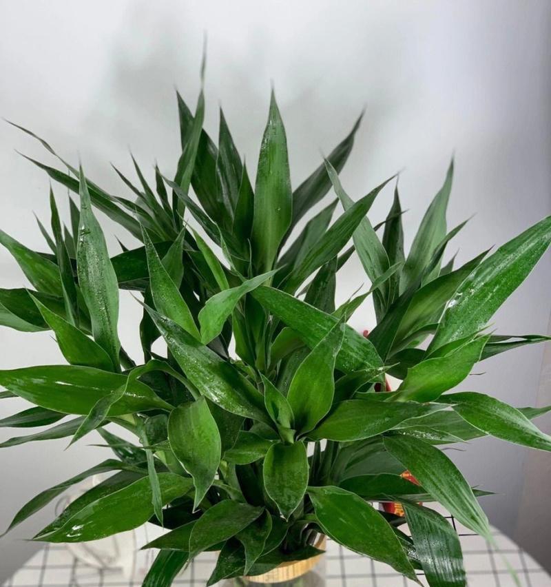 富贵竹开花代表什么寓意？
