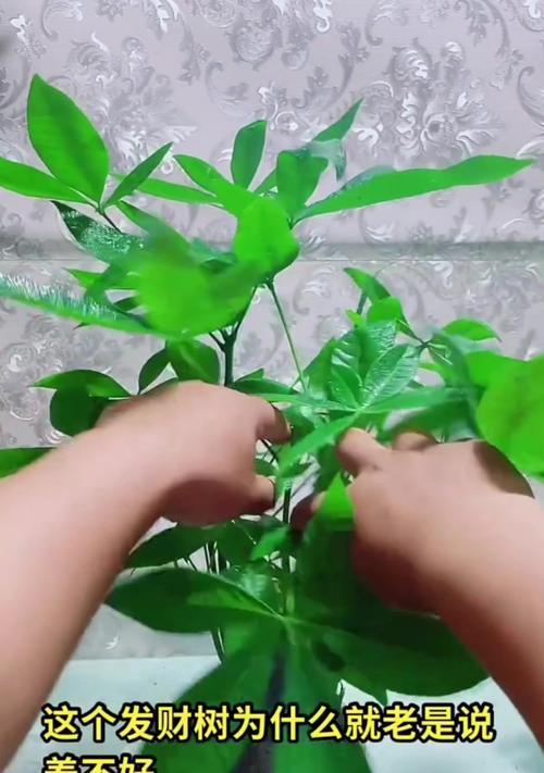 发财树浇水频率是多少？如何判断其需水量？