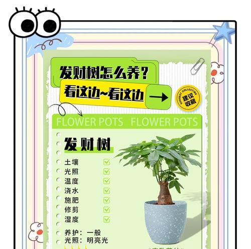 发财树浇水频率是多少？如何判断其需水量？