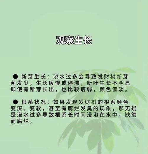 发财树浇水频率是多少？如何判断其需水量？