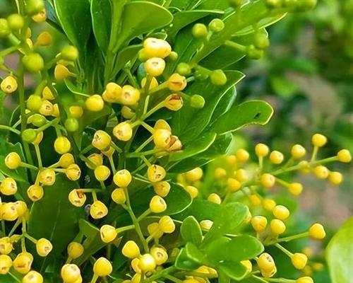 冬季如何养护米兰以确保四季花开？