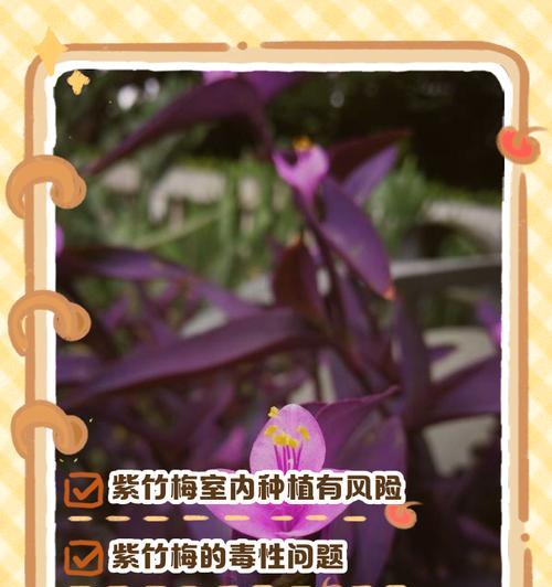紫竹梅盆栽的养护方法是什么？