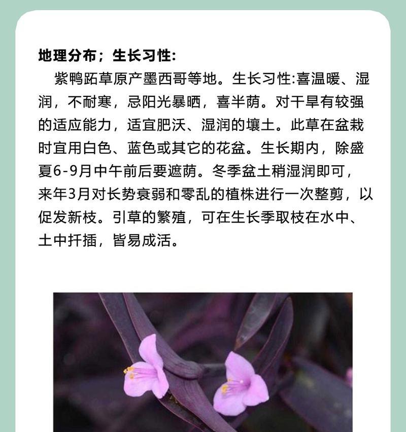 紫竹梅盆栽的养护方法是什么？