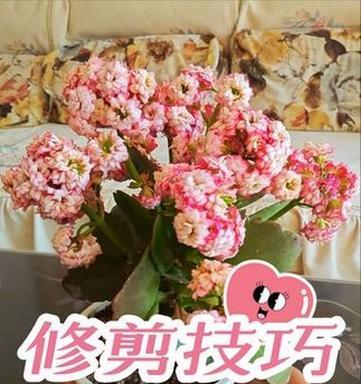 哪些花通过修剪可以促进生长？
