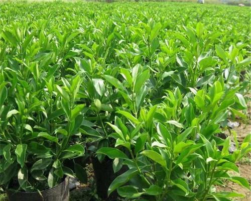 非洲茉莉盆栽的养护技巧有哪些？