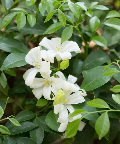 非洲茉莉盆栽的养护技巧有哪些？