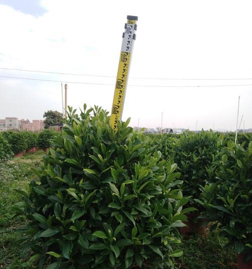 非洲茉莉盆栽的养护技巧有哪些？