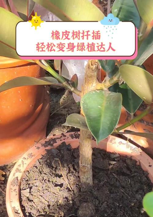 橡皮树如何修剪和扦插？