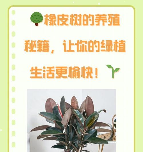 橡皮树如何修剪和扦插？