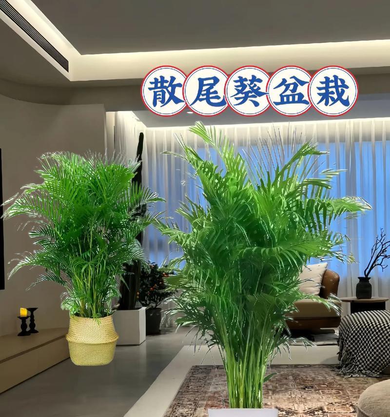 如何养护凤尾竹大型盆栽？
