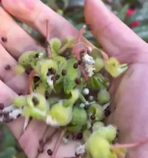 凤仙花种子怎么种？种植后多久能开花？