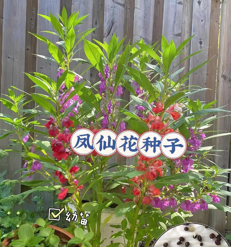 凤仙花种子怎么种？种植后多久能开花？