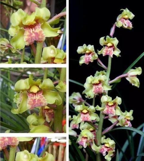 台州兰花香味浓郁吗？如何养护兰花保持香味？