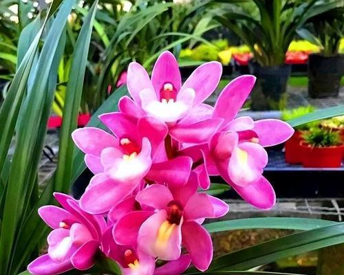 台州兰花香味浓郁吗？如何养护兰花保持香味？