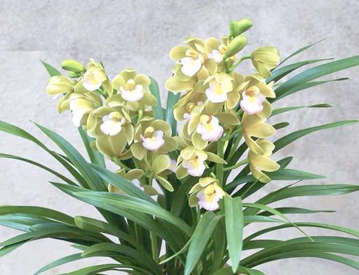 台州兰花香味浓郁吗？如何养护兰花保持香味？