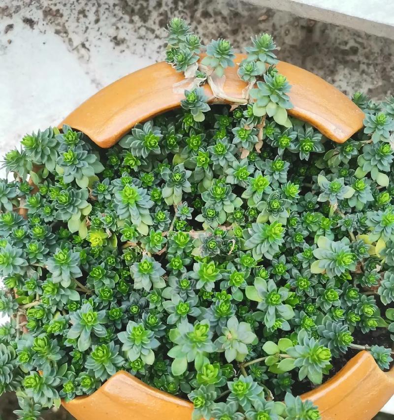 垂盆草是什么植物？它有哪些神奇之处？