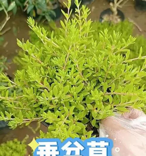 垂盆草是什么植物？它有哪些神奇之处？