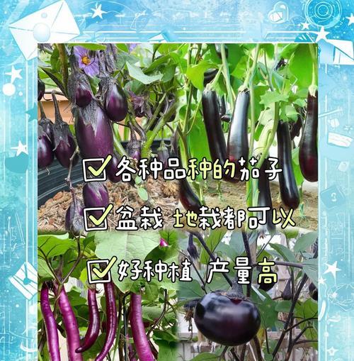 春季茄子如何高产栽培？有哪些技术要点？