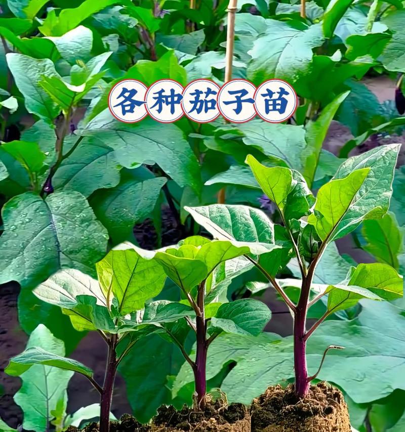 春季茄子如何高产栽培？有哪些技术要点？