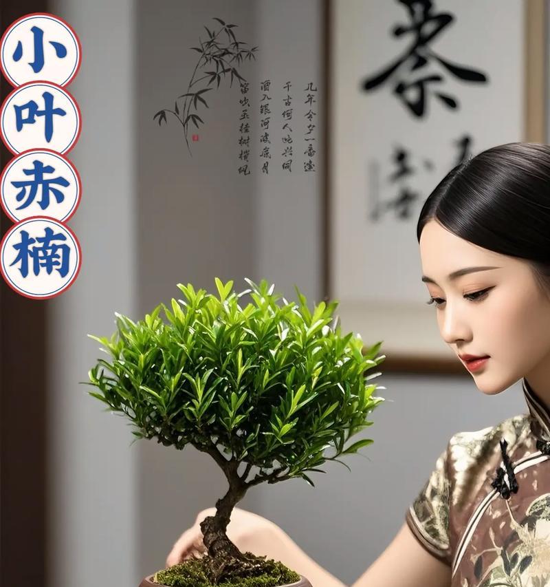 小叶盆景植物如何养护？有哪些注意事项？