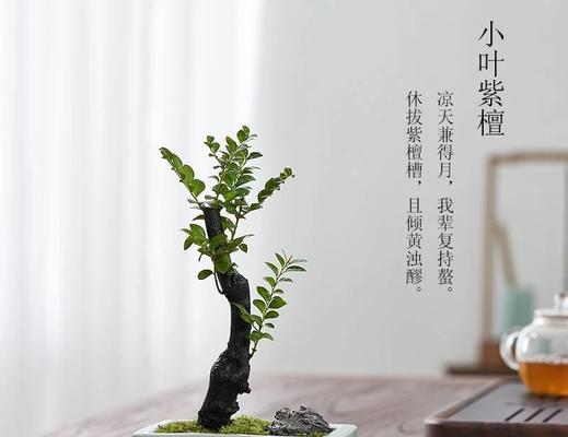 小叶盆景植物如何养护？有哪些注意事项？