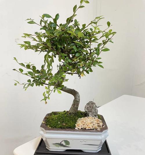 小叶盆景植物如何养护？有哪些注意事项？
