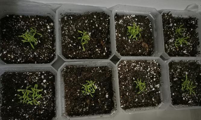 满天星真的没有花粉吗？真相是什么？