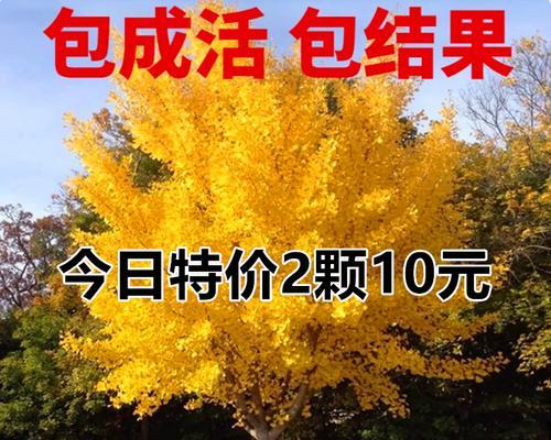 银杏树苗怎么种植？种植后多久能结果？